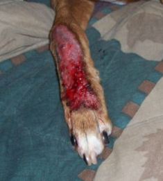 Canine lick dermatitus